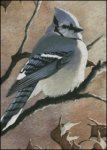 (image for) Blue Jay - MW
